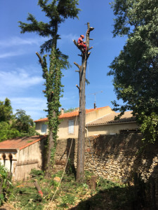 Photo de galerie - Abattage d’arbres