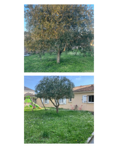 Photo de galerie - Taille Olivier 