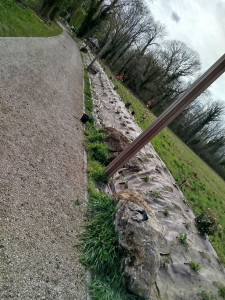 Photo de galerie - Plantation sur un talus autour d'un parc 1000plantes