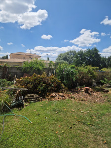 Photo de galerie - Abattage de l'arbre, après. 