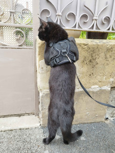 Photo de galerie - Kiwi, brave client me faisant visiter son quartier à Brive La Gaillarde
