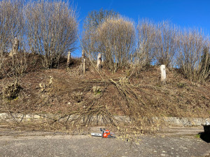 Photo de galerie - Taille noisetier 