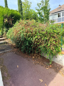 Photo de galerie - Coupe et tronc de l’Arbre déraciné