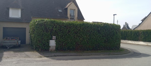 Photo de galerie - Taille de haies et d'arbustes