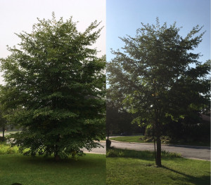 Photo de galerie - Elagage et coupe d'arbres