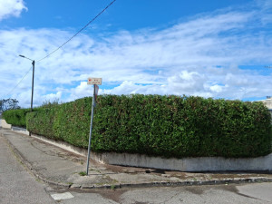 Photo de galerie - Taille de haies et d'arbustes