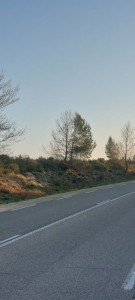 Photo de galerie - Exemple dans la nature d'un arbre à feuillage persistant et d'un caduque qui ont poussé à côté. Le caduque prendra toujours la dominance sur l'autre. 