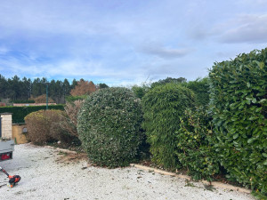 Photo de galerie - Taille de haies et d'arbustes