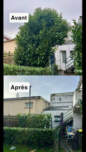 Photo de galerie - Elagage et coupe d'arbres