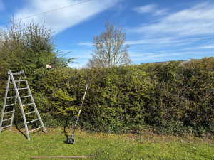 Photo de galerie - Taille de haie