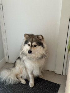 Photo de galerie - Chien de 1 ans garde au quotidienne 
