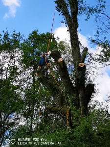 Photo de galerie - élagage d'un chaîne intervention arboriste car pas d'accès avait le camion mais travail effectué comme d'habitude en sécurité