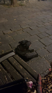 Photo de galerie - Garde chien