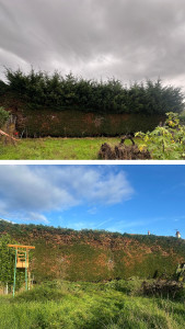 Photo de galerie - Taille de cyprès ( avant après )