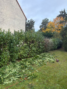 Photo de galerie - Taille de haies et d'arbustes