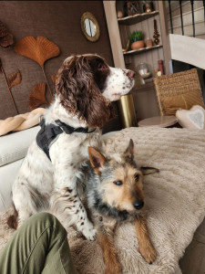 Photo de galerie - Garde chien