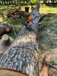 Photo de galerie - Abattage 