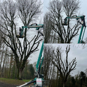 Photo de galerie - Élagage et diminution d’un chêne à l’aide d’une nacelle, et broyage des branches. 