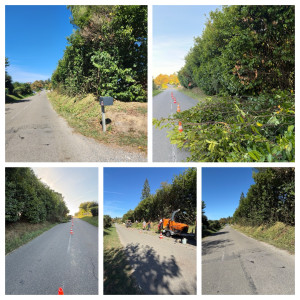 Photo de galerie - Rabattage d’une haie de laurier palme qui empiétait sur la route et broyage des branches 