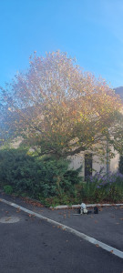 Photo de galerie - élagage tilleuls 