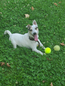Photo de galerie - J'ai gardé Holly, une Jack Russel de 10 ans pendant une dizaine de jour.