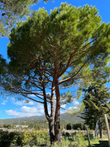 Photo de galerie - Taille sanitaire (suppression bois mort et branches abîmées) d’un magnifique pin. 