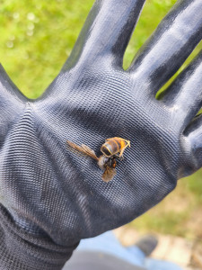 Photo de galerie - Destruction de nids de guêpes et frelons
