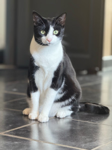 Photo de galerie - Garde chat