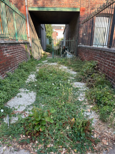 Photo de galerie - Tonte de pelouse - Débroussaillage