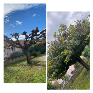 Photo de galerie - Taille de mûrier platane avant après 