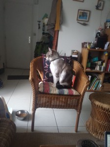 Photo de galerie - Chat / Chaton