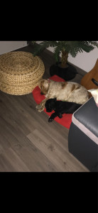 Photo de galerie - Garde animaux