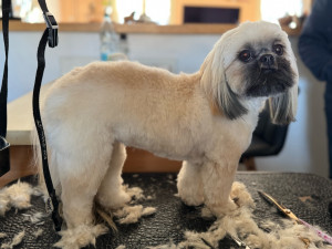 Photo de galerie - Coupe tondeuse 