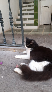 Photo de galerie - Une petite semaine avec Mika