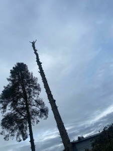 Photo de galerie - Paysagiste