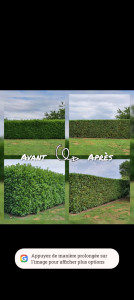 Photo de galerie - Travaux d'élagage espace vert 