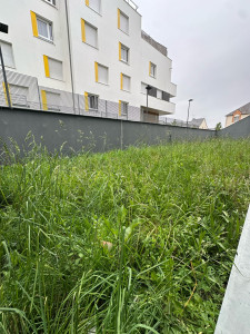 Photo de galerie - Tonte de pelouse - Débroussaillage