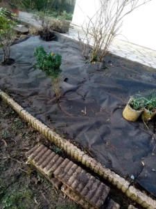 Photo de galerie - Création de massif