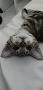 Photo de galerie - Garde chat