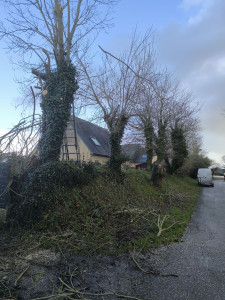 Photo de galerie - Elagage et coupe d'arbres
