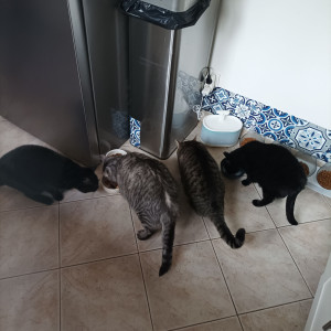 Photo de galerie - 1, 2, 3 voir 4 chats ou plus avec moi ils ne manqueront de rien !