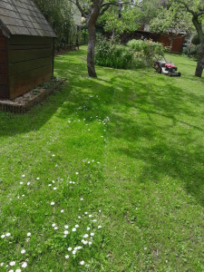 Photo de galerie - Tonte-pelouse