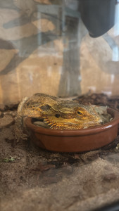 Photo de galerie - Garde de NACS