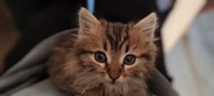 Photo de galerie - Je garde vos chiens, chats, rongeurs, à votre domicile ou au mien. 