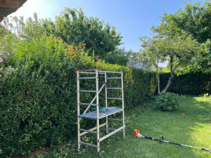 Photo de galerie - Taille de haie 
