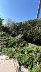 Photo de galerie - Rabattage haie de cyprès