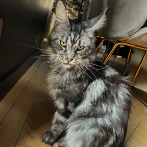 Photo de galerie - Bello  en garde 