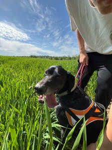 Photo de galerie - Promenade avec Pepsi
