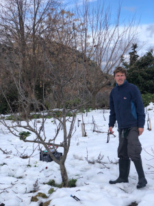 Photo de galerie - Taille de pommier