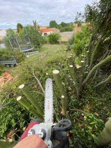 Photo de galerie - Rabattage Laurier